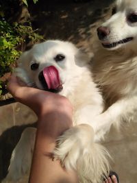 Midsection of woman with dog