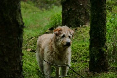 Portrait of dog by tree trunk in forest