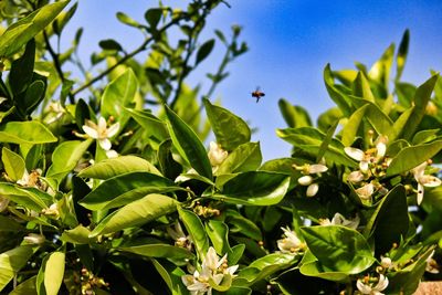 Bee heaven