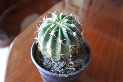 Close-up of potted cactus plant