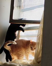 Cat looking through window