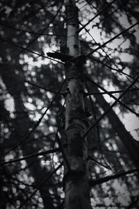 Low angle view of tree in forest