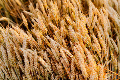 Close-up of crops on field