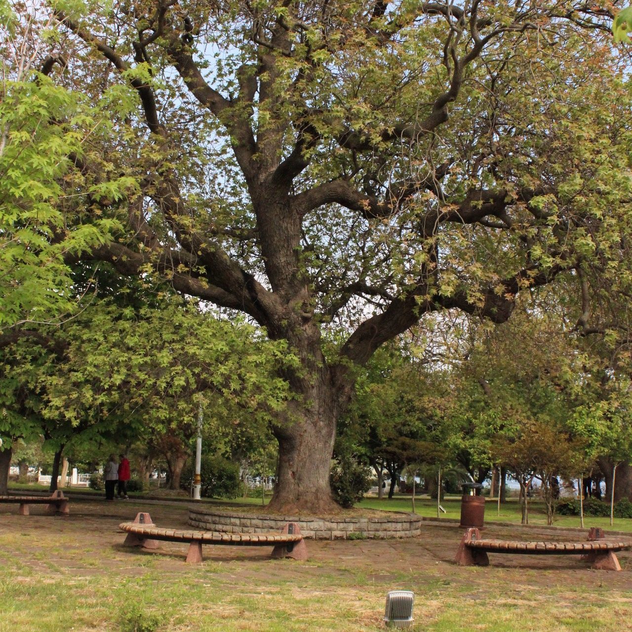 TREES AT PARK