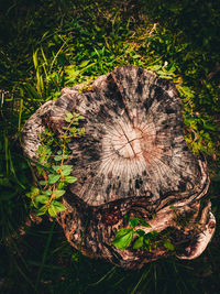 High angle view of tree stump on field