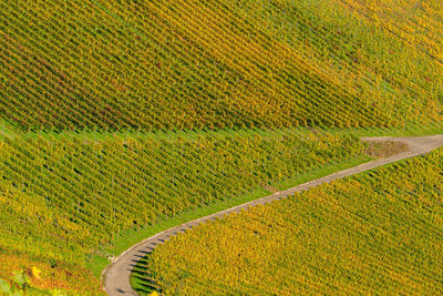 Scenic view of agricultural field