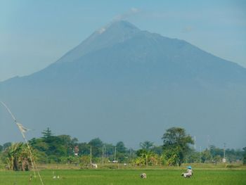 Scenic view of field against clear sky