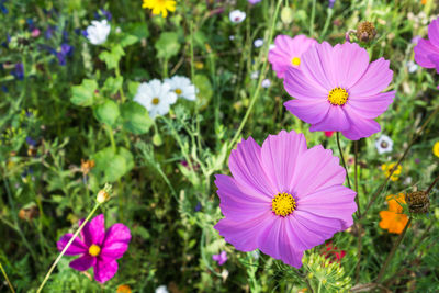 Close-up of pink cosmos flowers on field