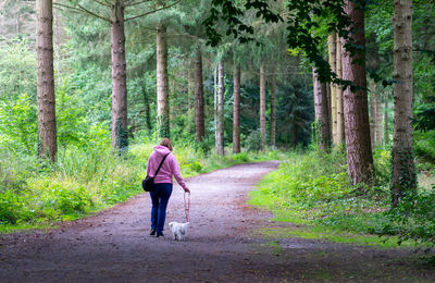 Rear view of man walking on footpath amidst trees in forest