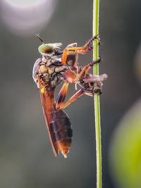 Close-up of insect on plant