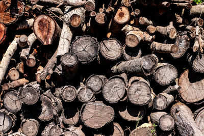 Full frame shot of logs in forest