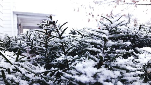 Close-up of snow covered pine tree