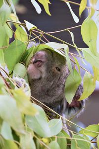 Close-up of a koala in a tree 