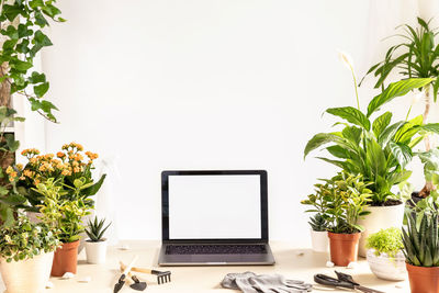 Potted plant on table