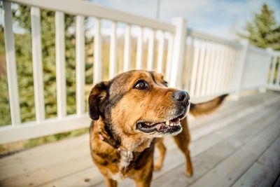 Close-up of dog