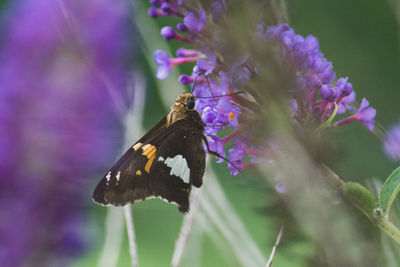 Close-up of butterfly pollinating on purple flower