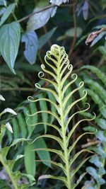 Close-up of green leaves