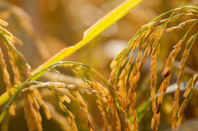 Close-up of wheat growing on field