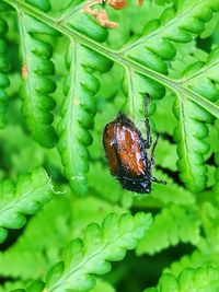 Close-up of insect on leaf