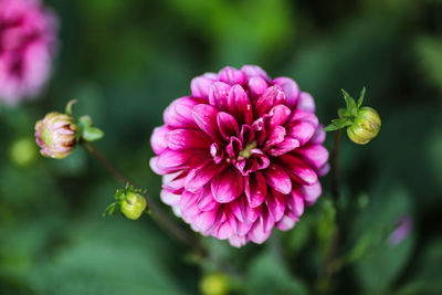 Close-up of pink flowering plant