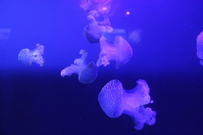 Close-up of jellyfish swimming in sea