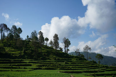 A beautiful landscape of fields in the mountains of almora. a view of how terrace farming.