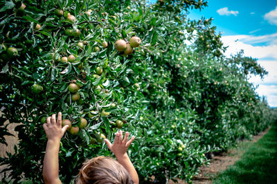 Low angle view of fruits on tree against plants