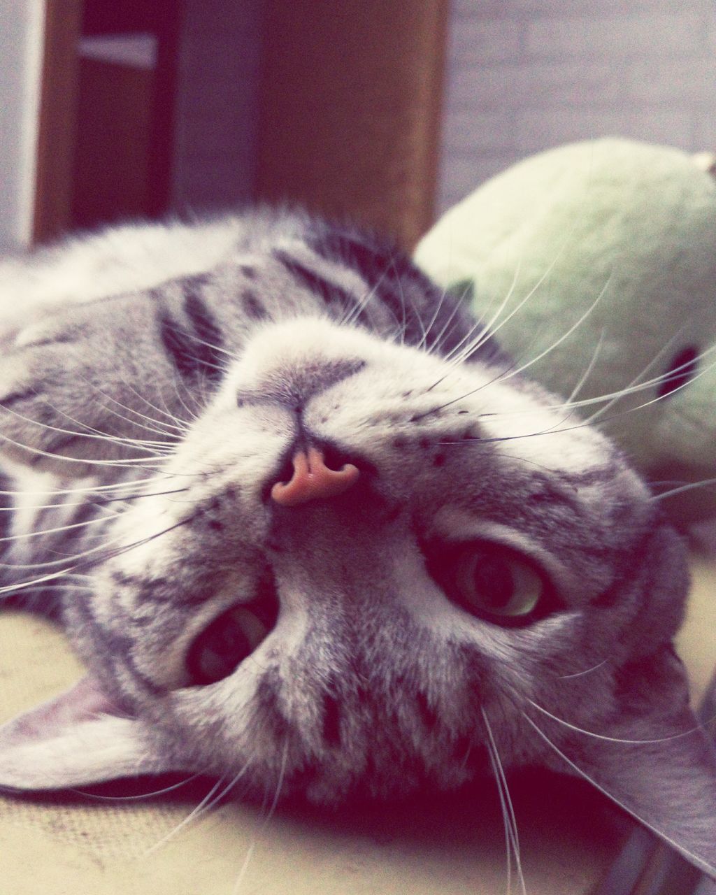 pets, domestic animals, animal themes, one animal, mammal, indoors, domestic cat, cat, feline, whisker, close-up, home interior, relaxation, portrait, animal head, looking at camera, focus on foreground, lying down, resting, home