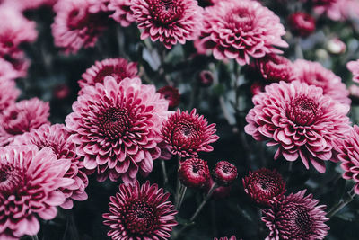 Close-up of pink flowering plants