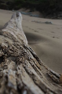 Close-up of driftwood on tree trunk