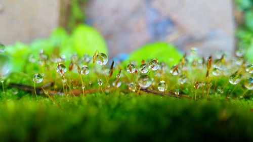 Close-up of raindrops on plant