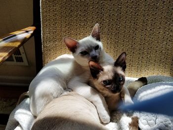 Portrait of cats relaxing at home