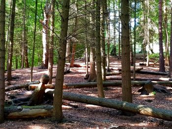 View of trees in forest