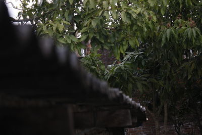 Close-up of plants growing on tree