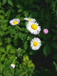 Close-up of white flowering plant