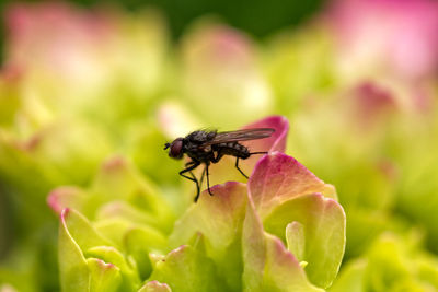 Close-up of insect pollinating on flower