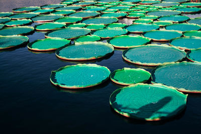 High angle view of water lily floating on lake