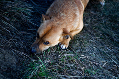 High angle view of dog on field