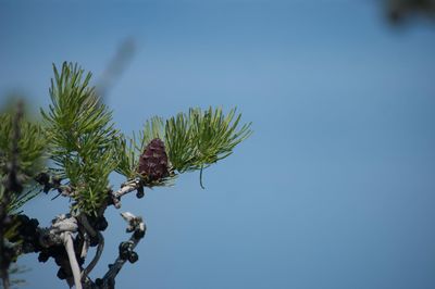 Low angle view of bird perching on plant against clear blue sky