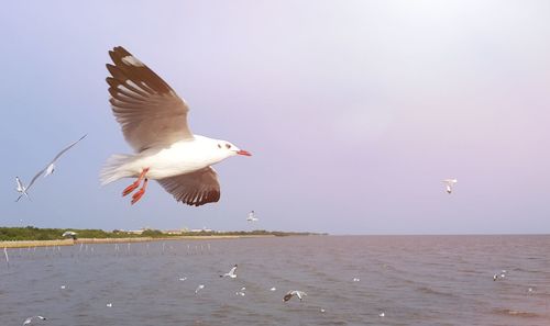 Seagull flying over sea against sky