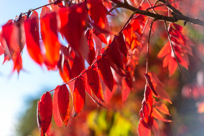 Close-up of autumnal leaves against blurred background