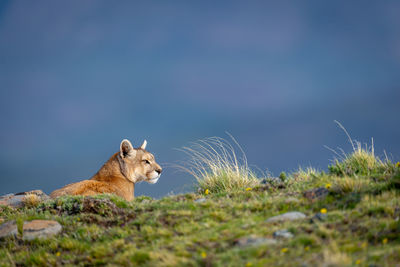 Close-up of squirrel on field against sky