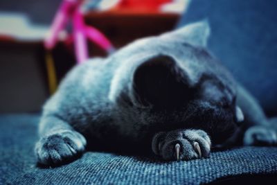 Close-up of a dog sleeping