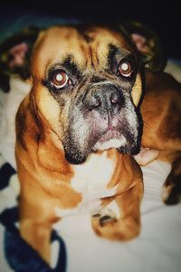 Close-up portrait of dog at home