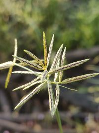 Solitary grass flower