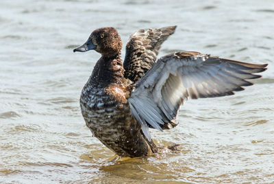 Mallard ducks in a lake