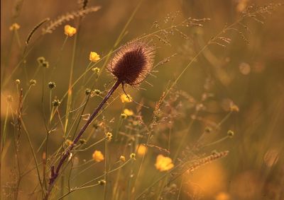 Close-up of dried thistle