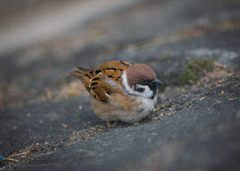 High angle view of bird perching on footpath