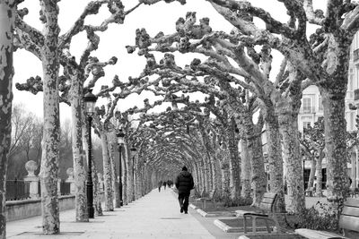 Rear view of man walking on walkway amidst trees during winter