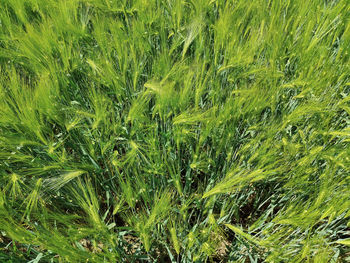 Full frame shot of crops on field